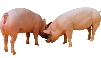 Female & Castrated Male GILT