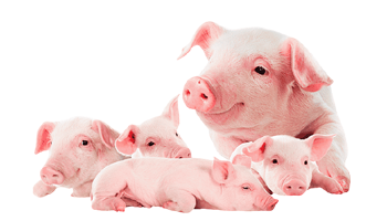 Female & Castrated Male PIGLETS