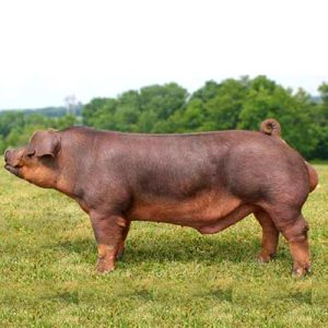 Duroc BOARS
