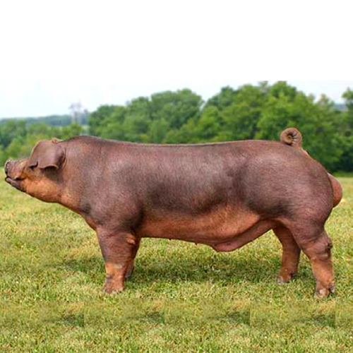 Duroc BOARS