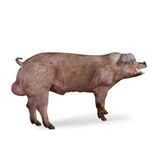Duroc BOARS