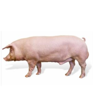 Landrace BOARS