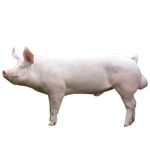 Large White Yorkshire BOARS