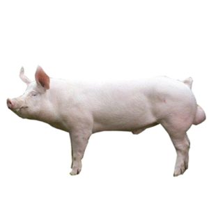 Large White Yorkshire BOARS