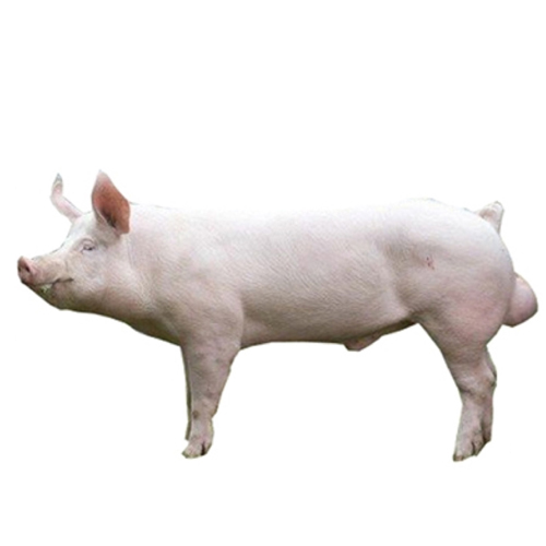 Large White Yorkshire BOARS