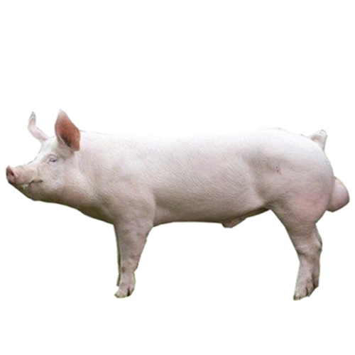 Large White Yorkshire BOARS