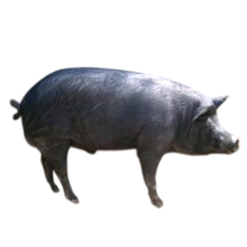 TND BOARS